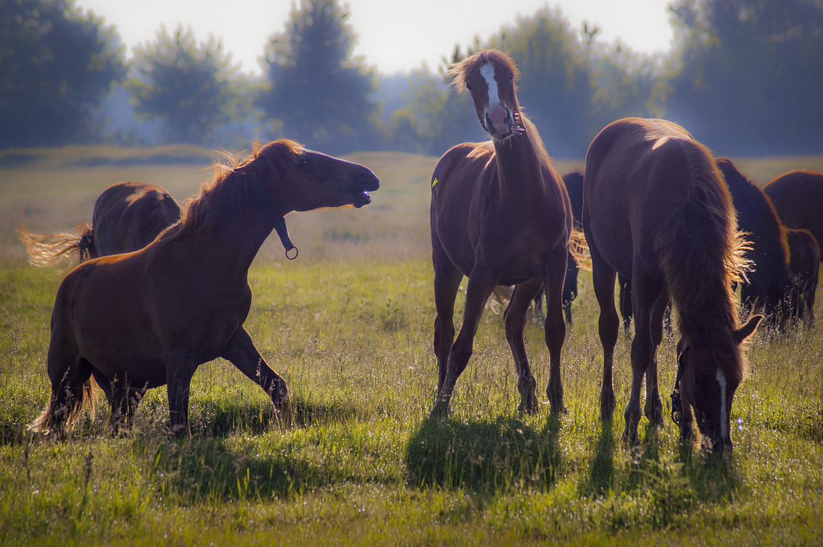 Поліські мустанги