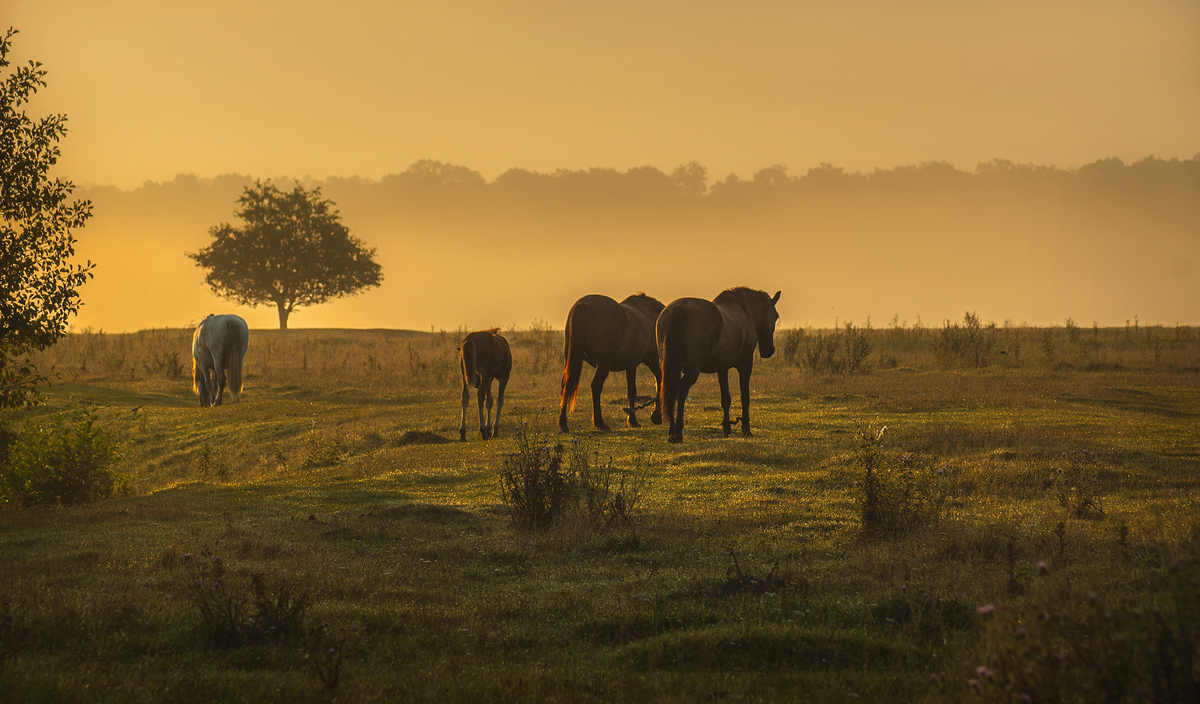 Ранковий випас