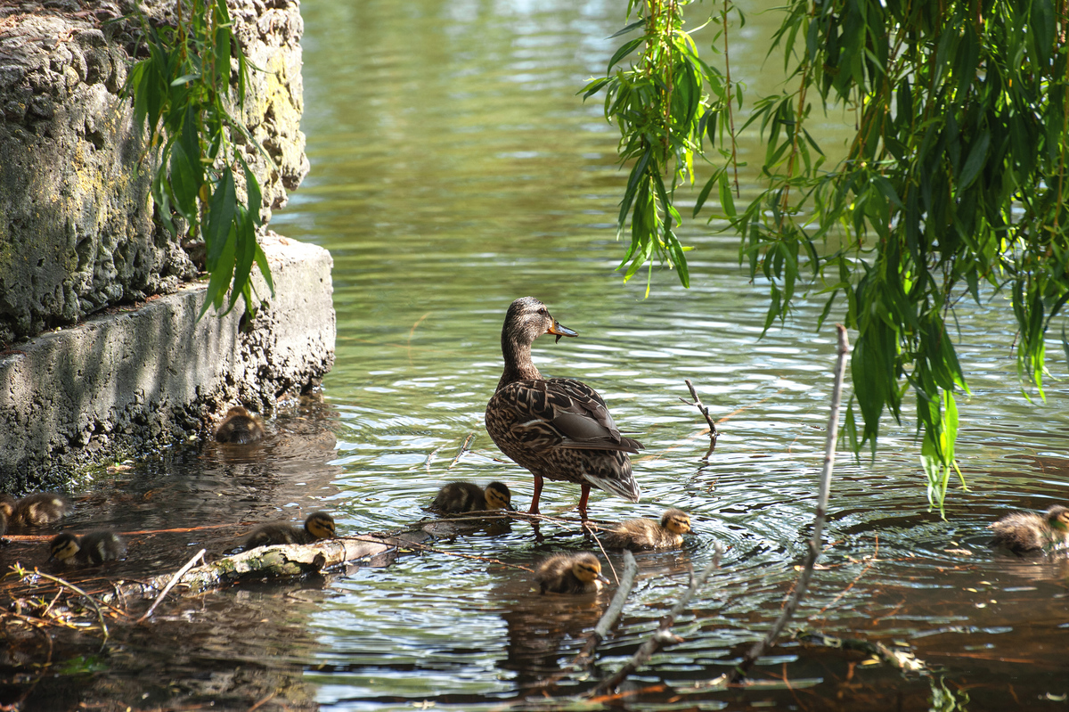 качина метушня