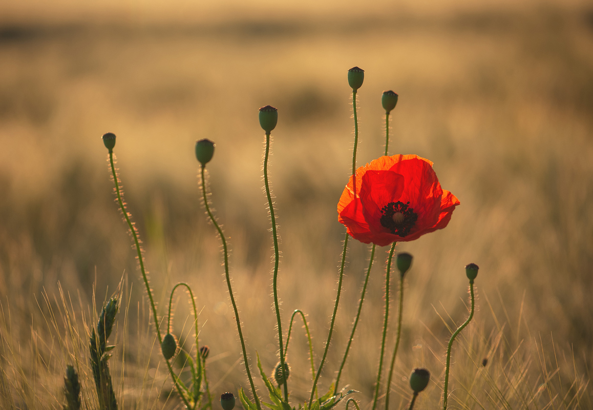 ранкова мелодія