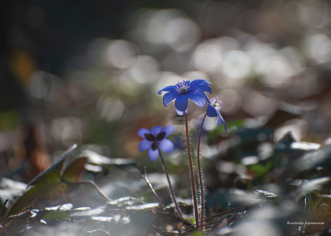весняні квіти