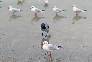 Марш перед строем