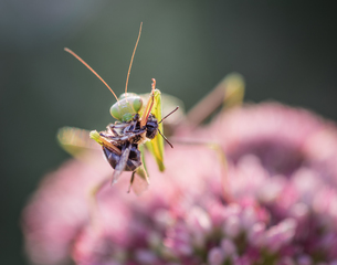 Обід богомола