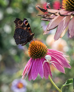 Небезпечний танок