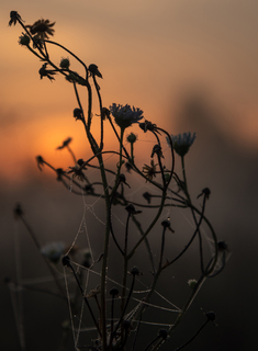 Світанкова ромашка
