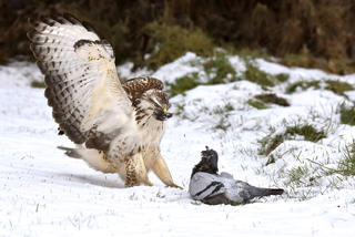 Attacking buzzard
