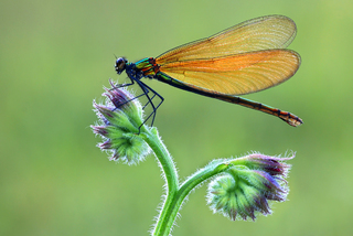 Beautiful Demoiselle