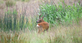 Buck in grassland
