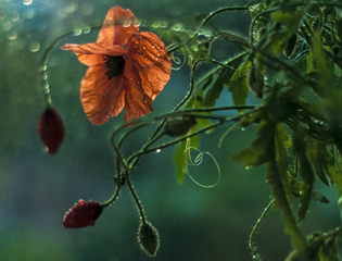 Макові джунглі