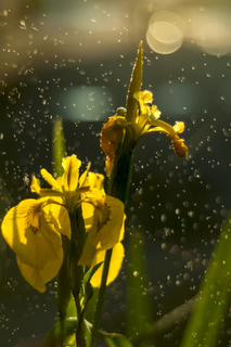 Вечірня феєрія