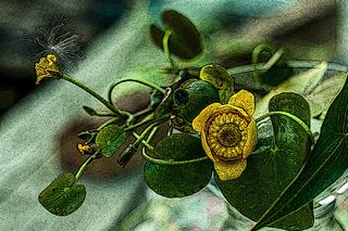 Погляд природи