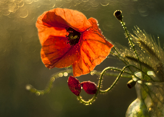 Макове мереживо