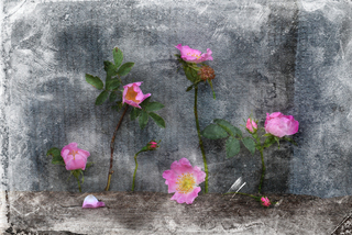 Шипшинова ніч