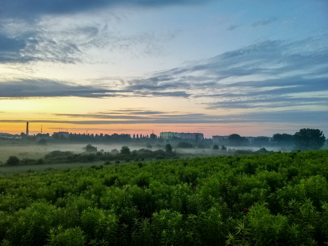 Туман на світанку