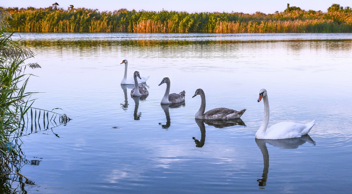 Лебединая семья