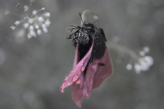 Танец под дождем