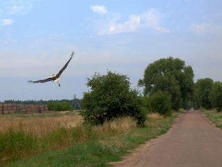 Піке над селом