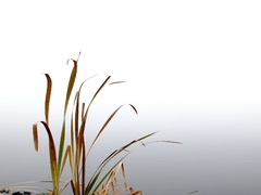 Листя трави