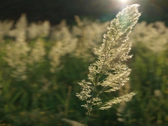 Листя трави