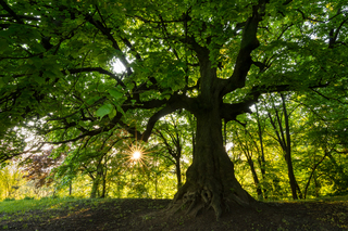 Сказочный лес