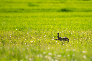 Ну постривай