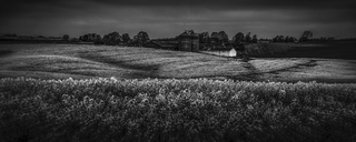 Field of Oilseed Rape