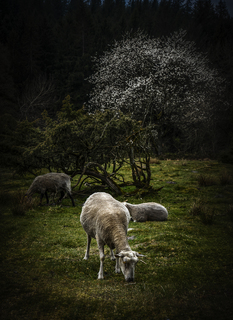 Sheep in landscape