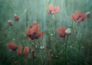 Poppies