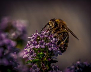 The bee and the flowers