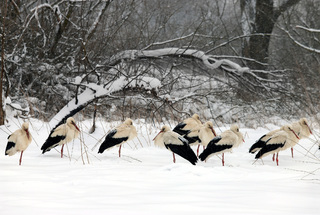 Морозний та сніжний березень