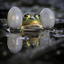 Frog song