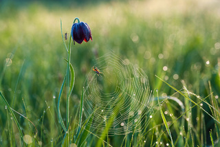 Йду до тебе