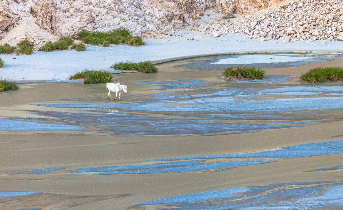 Одинокая лошадь