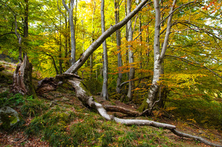 Боржавські буки