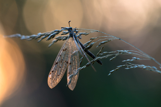 Сонячні крила