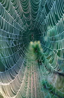 Візерунок павутиння