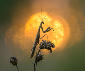 Прощавання з сонцем