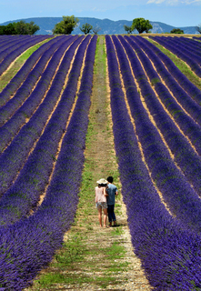 Лавандовый рай