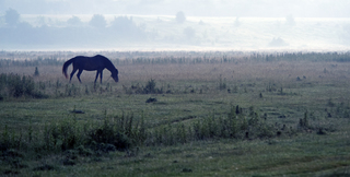 Пейзаж с лошадью