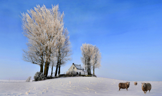 Drie schapen in kleur