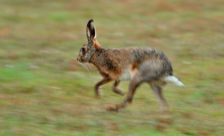 Hazenvlucht