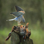 male kestrel on pheasant