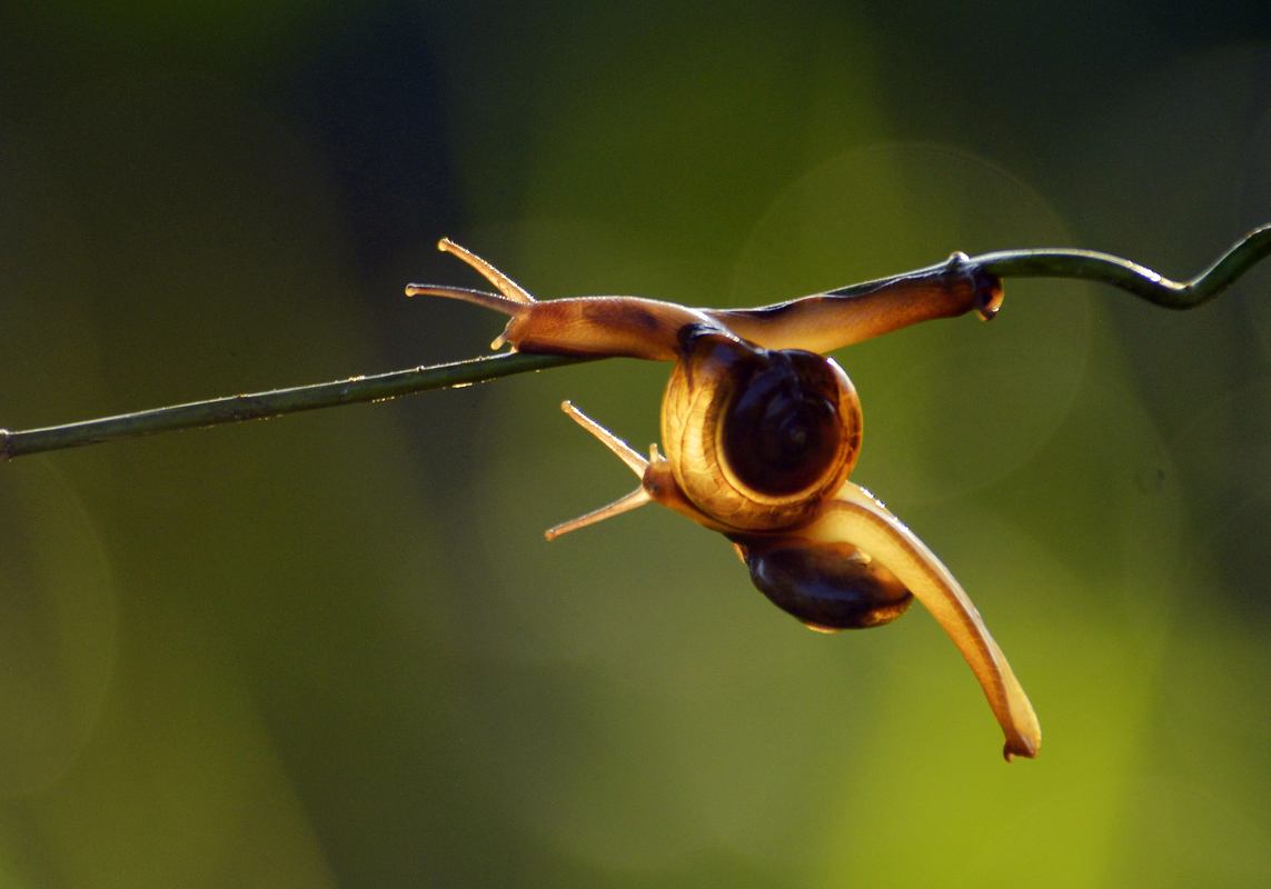 Snail Couple