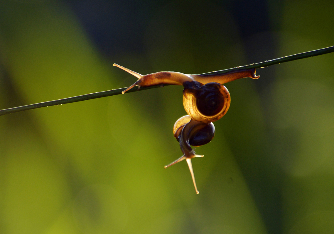 Snail Couple
