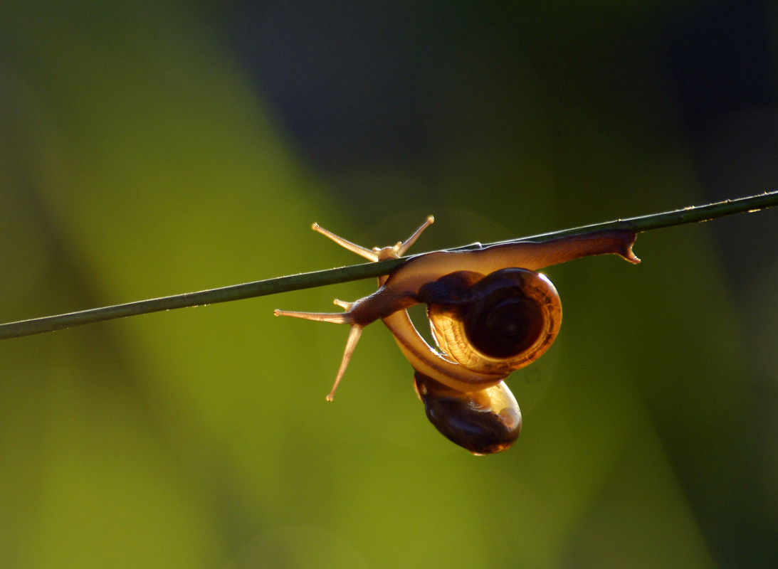 Snail Couple