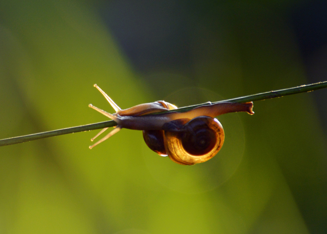 Snail Couple