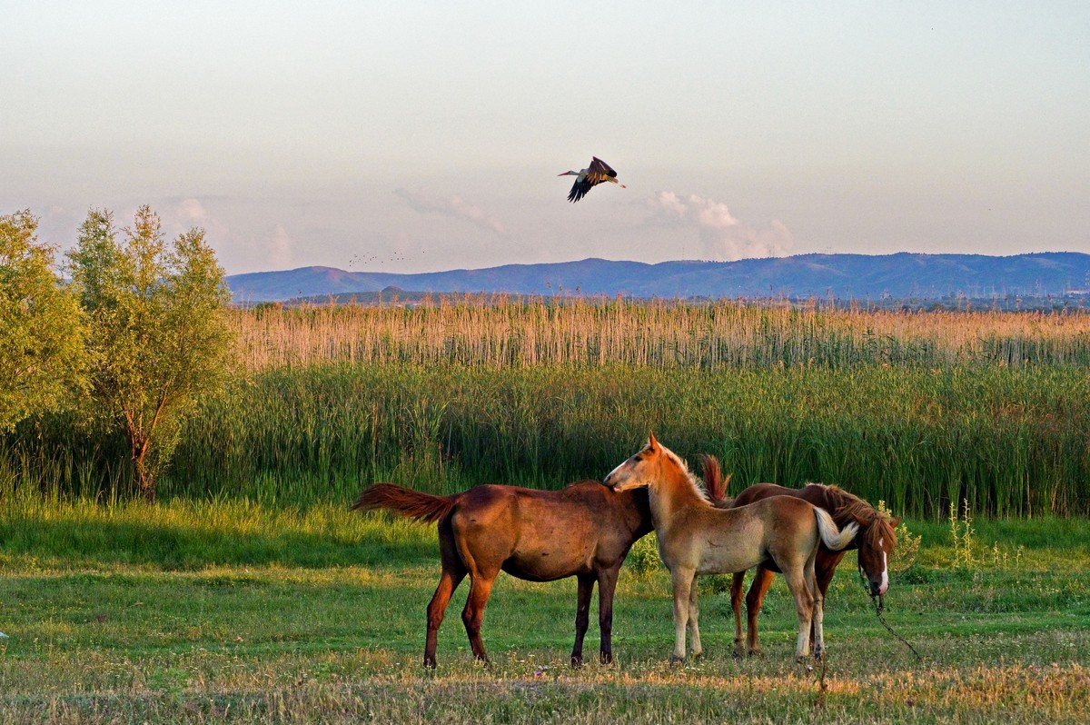 Заповедная Бессарабия