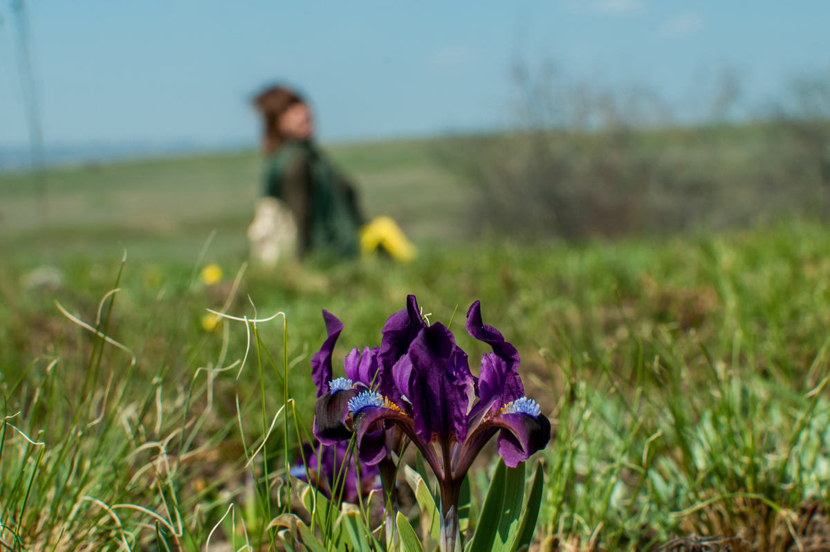 Степова квітка