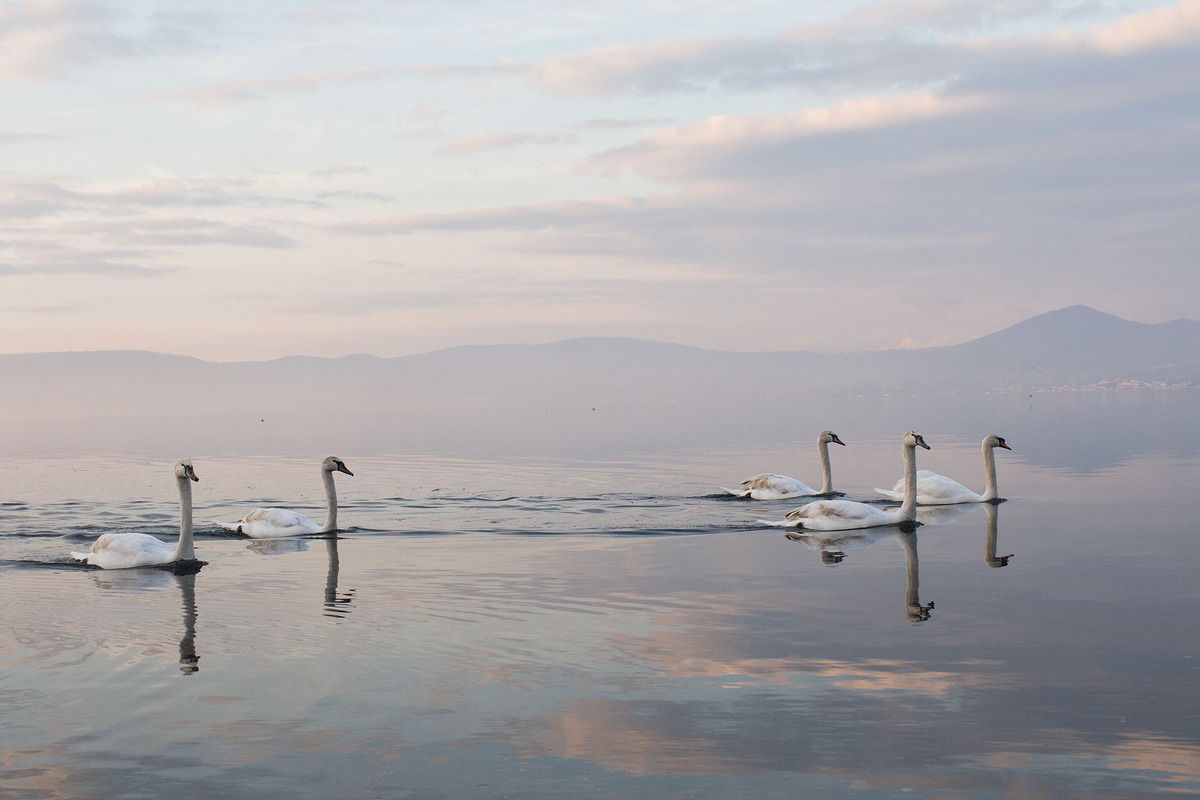 Лебеді на озері