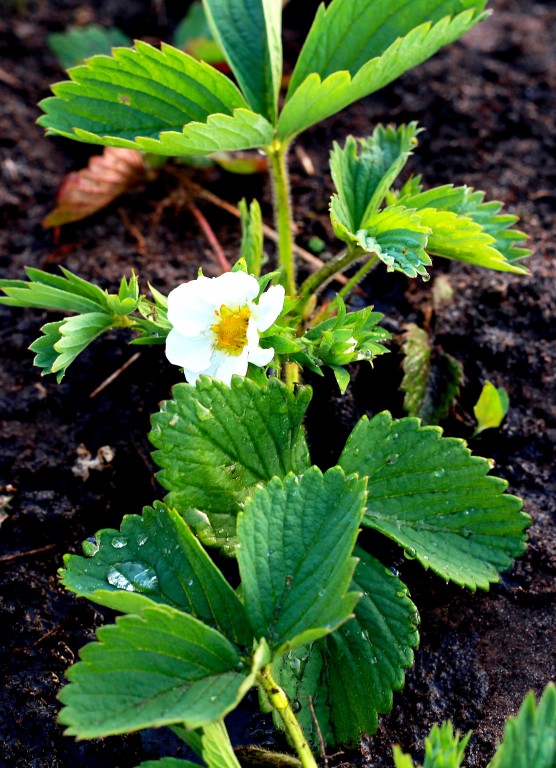 майбутня полуничка